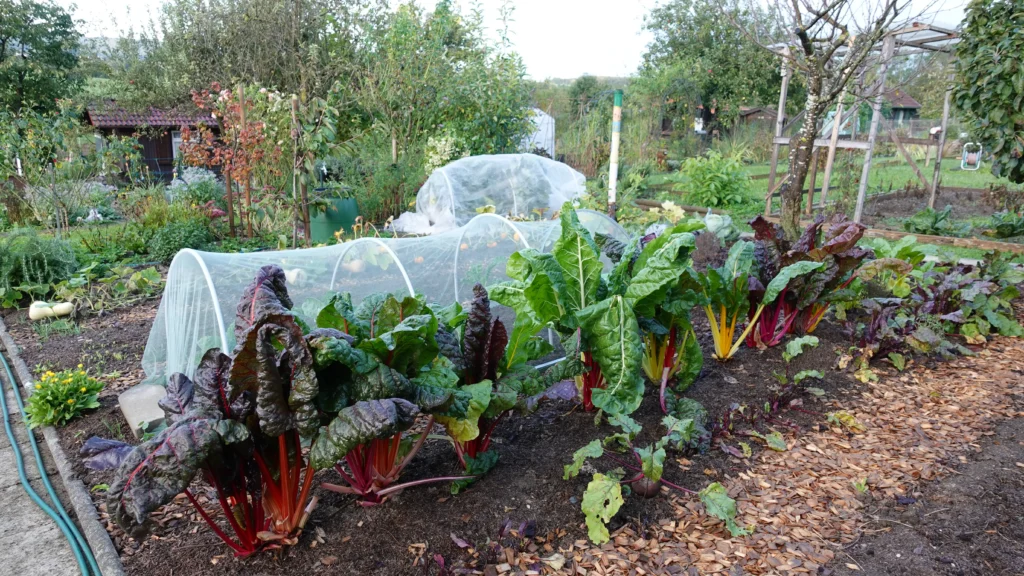 Beitragsbild Gartenrundgang im Gemüsegarten Mangold