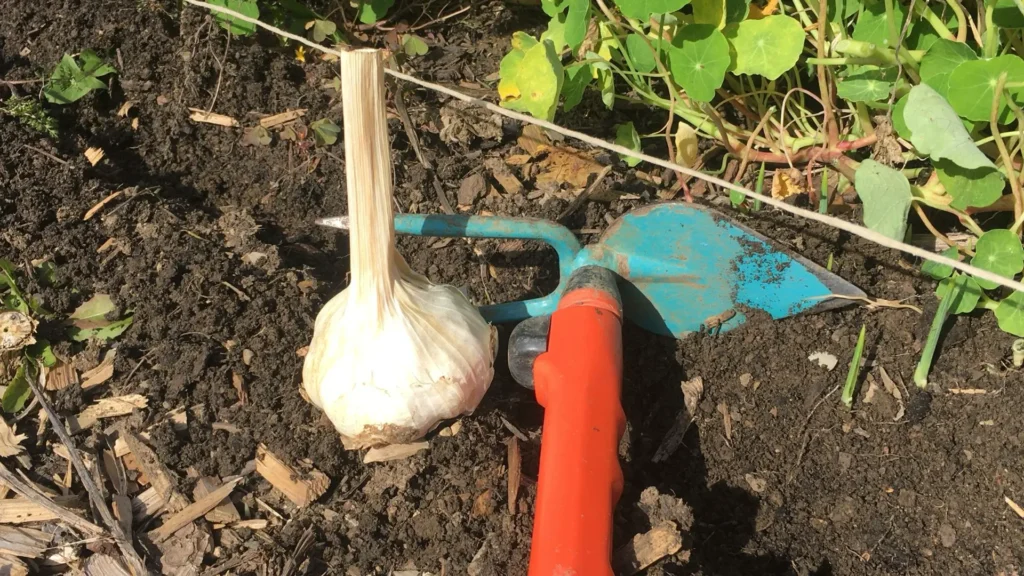 Man sieht eine Knoblauchknolle, die im Oktober gesteckt und angebaut werden soll im Gemüsegarten. Es befindet sich eine orange-blaue Harke auf dem Bild, die eine Saatrille gezogen hat und eine Spannschnur, die eine gerade Reihe markiert. Außerdem Kapuzzinerkresse im Hintergrund