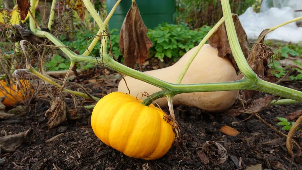 dieses bild zeigt einen bio Kürbis den ich angebaut habe ich zur Selbstversorgung in meinem Gartenrundgang im September gezeigt wird