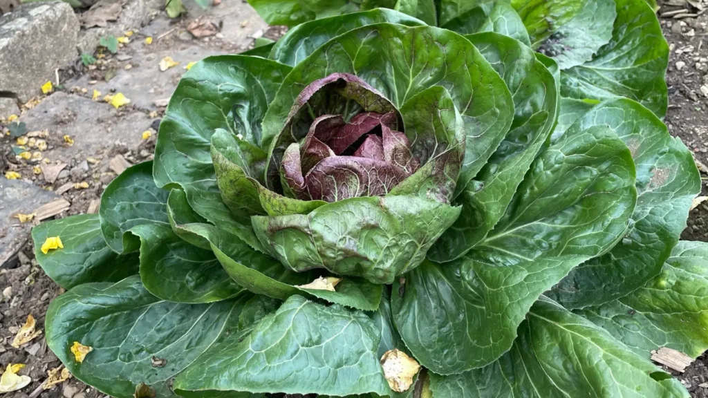 Radicchiopflanzen, die im Oktober in einem Gemüsebeet steht. Man sieht Beeterde und Steine als Umrandung. Der Radicchio ist bereit zur Ernte. 