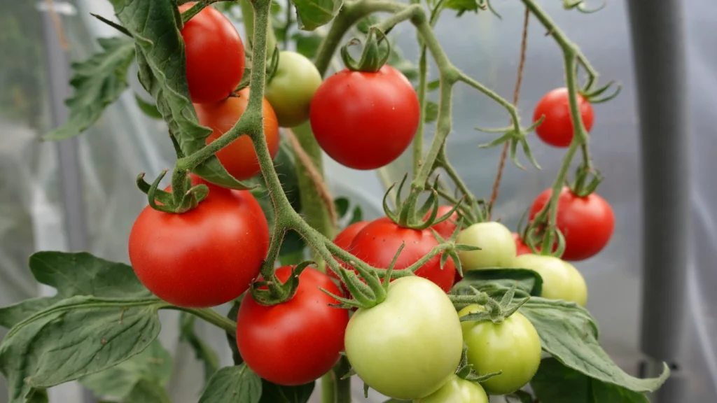 dieses bild zeigt selbst angebaute Tomaten die rot sind. sie dienen zur Selbstversorgung und sollen im Gartenrundgang zeigen, wie die Tomaten jetzt aussehen