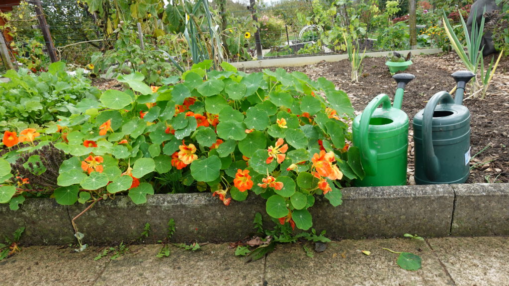 Dieses Bild dient als Beitragsbild. man sieht einen Gemüsegarten im Oktober mit zwei grünen Gießkannen. Es blüht eine orangene Kapuzinerkresse, im Hintergrund sieht man Gemüsebeete