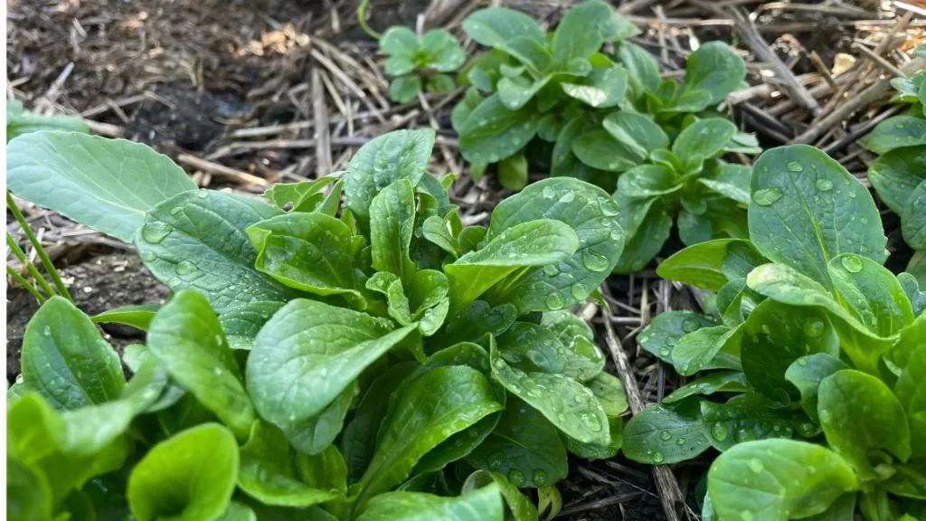 Feldsalat, der im Oktober in einem Gemüsebeet steht und erneut ausgesät werden kann. Er ist grün und erntebereit. Man sieht Mulchfasern im Hintergrund