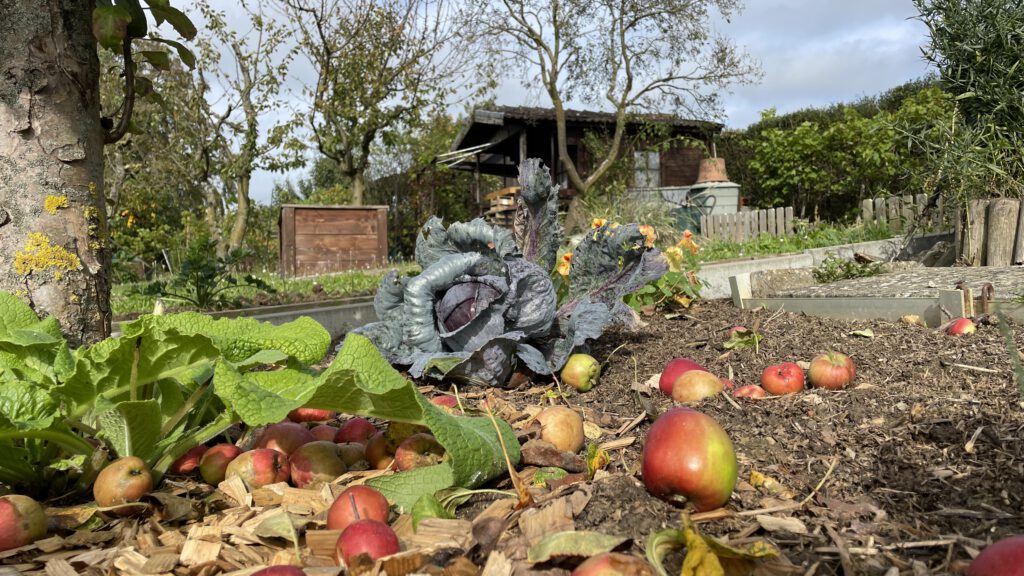 auf diesem bild sieht man den herbst im gemüsegarten. es liegen reife äpfel auf dem boden und man sieht einen erntereifen rotkohl. eine beinwellpflanze ist am linken bildrand