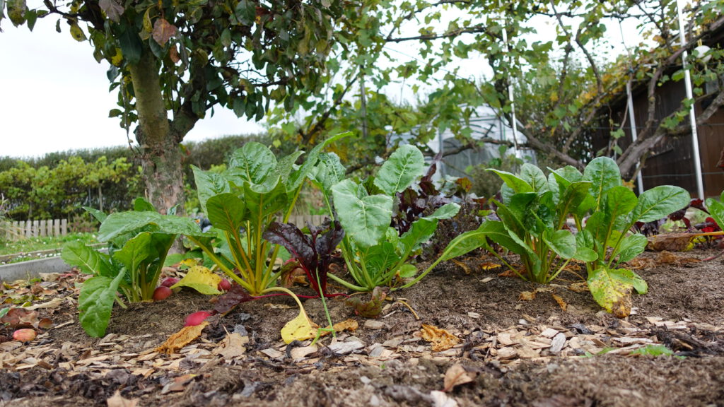 Auf diesem Bild sieht man Mangoldpflanzen in gelb, rot und weiß im Gemüsebeet im November. Es zeigt die Pflanzen, während ich den Garten winterfest mache.