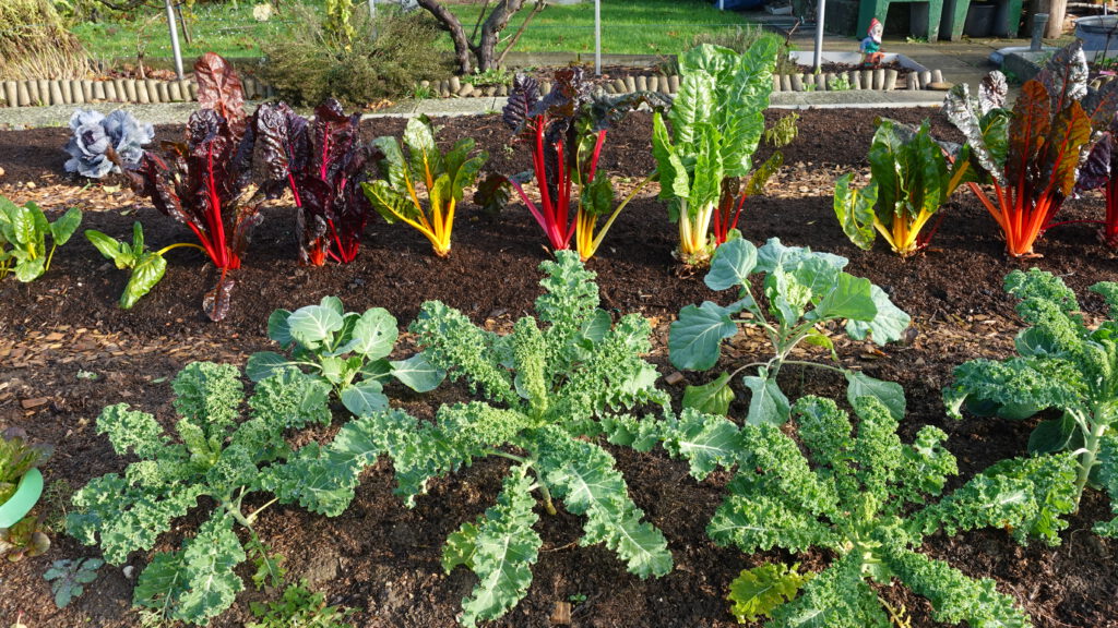 Titelbild zum Blogbeitrag 'Gemüsegarten im November': Ein herbstlicher Gemüsegarten mit Grünkohl, Rosenkohl und Mangold, eingerahmt von goldenem Laub. Der Fokus liegt auf den frischen, frostresistenten Pflanzen, die auch bei kühlem Wetter noch geerntet werden können. Perfekte Inspiration für Hobbygärtner im Herbst