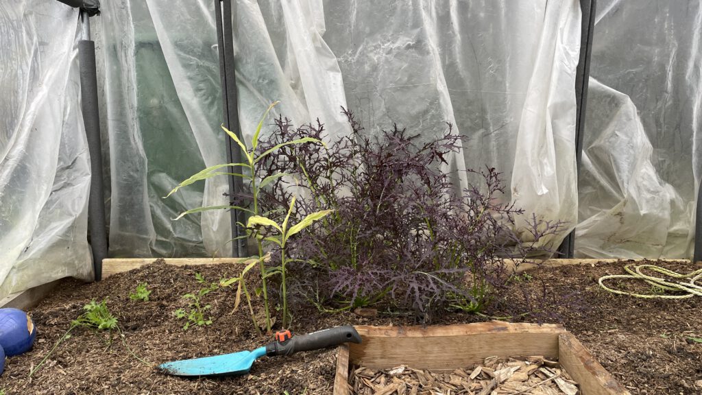 Gemüse pflanzen im November! Auf diesem Bild sieht man den Asiasalat Moutarde Rouge im Folientunnel gepflanzt. Im Vordergrund ist eine blaue Schaufel zu sehen. Es wächst Ingwer neben dem Salat. Das Thema ist Gemüse pflanzen im November