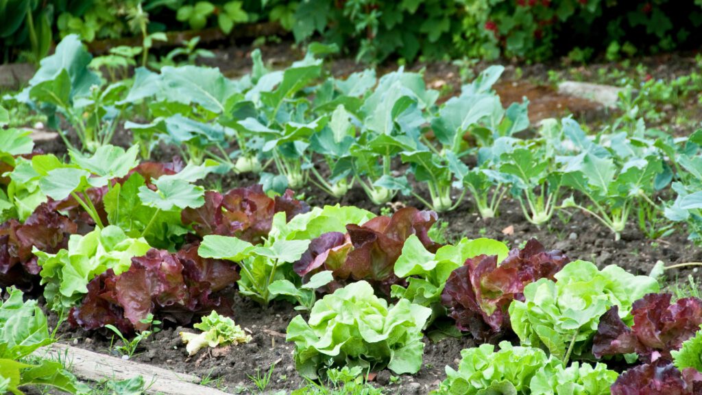 Schritt für Schritt ins neue Gartenjahr! Auf diesem Bild sieht man ein Gemüsebeet mit Salat, Kohlrabi und anderem Gemüse. Hier gibt es eine Checkliste für den Start in die neue Gartensaison 2025. Ein perfekter Beitrag für Gartenanfänger und erfahrene Gärtner!