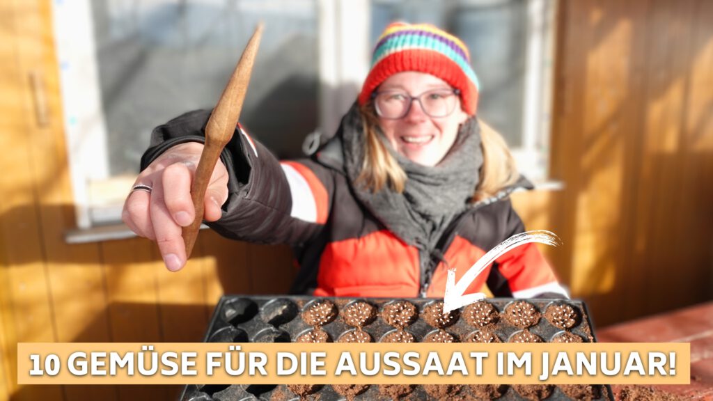 Beitragsbild zur Gemüse-Aussaat im Januar. Man sieht Maren, mit einem Pikierstab in der Hand. im Vordergrund ist eine mit Anzuchterde gefüllte Quickpotplatte