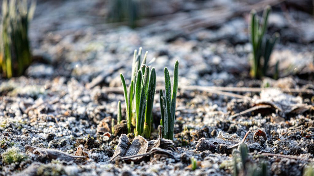 Eingefrorene Krokusse im Beet – 10 Aufgaben im Gemüsegarten im Januar