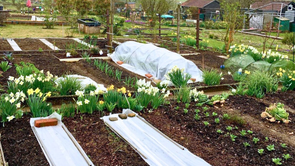 Frühjahrsputz im Garten. Gemüsebeete im Frühling mit Winterschutzvlies – geschützter Anbau und erste Gemüsepflanzen für die neue Gartensaison. Mulch, Nützliche, Beete vorbereiten