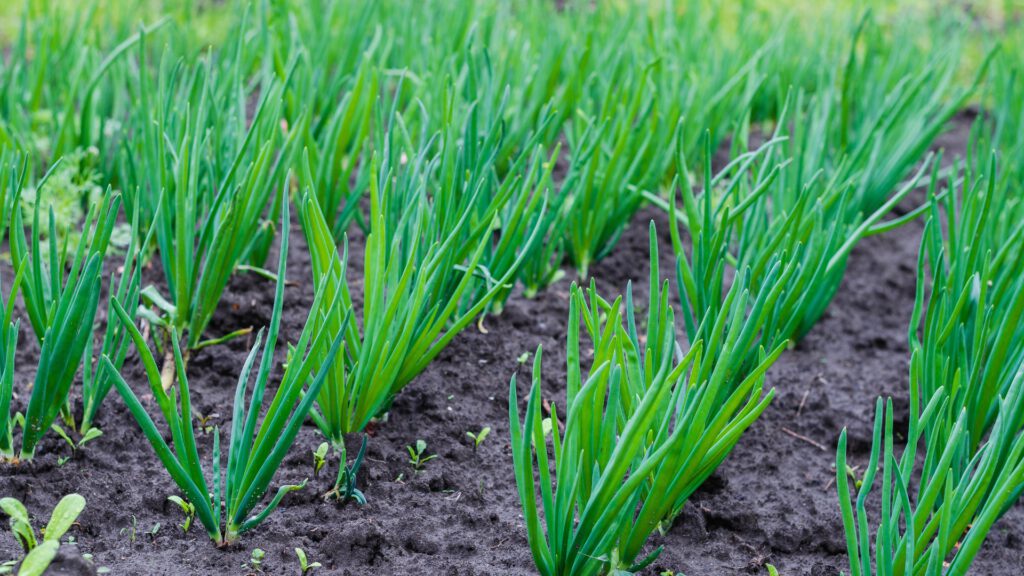 Junge Zwiebelpflanzen im Beet – optimaler Pflanzabstand für eine reiche Ernte im Gemüsegarten. Anleitung zum Anbau von Lauch und Zwiebeln im Gemüsegarten