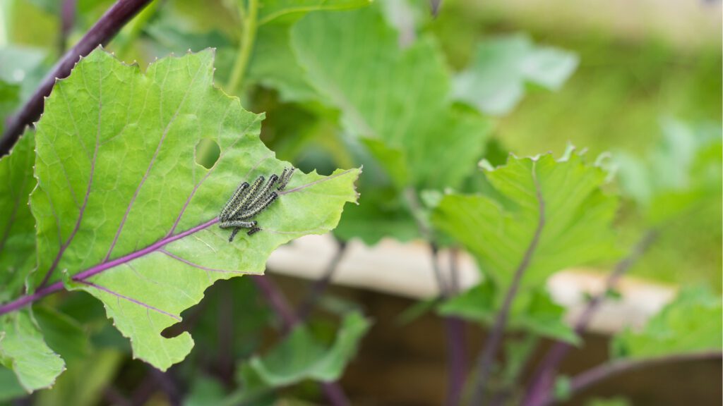 Kohlweißlingsraupen fressen Kohlrabiblatt kahl – So schützt du deine Pflanzen vor Schädlingen im März! Mit effektiven Präventionstipps.