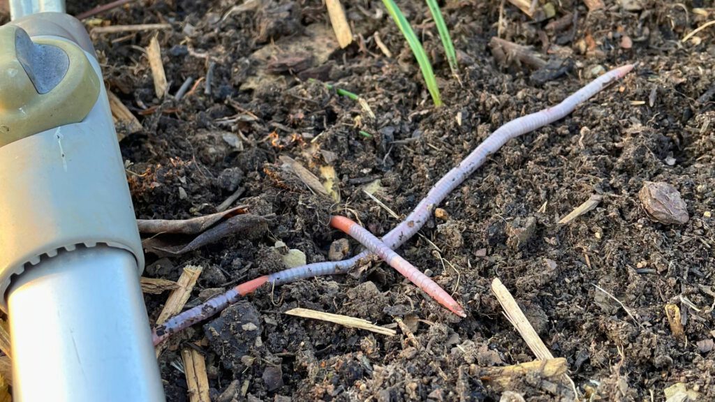 Frühjahrsputz im Garten: Regenwürmer in der Erde – natürliche Bodenverbesserer für gesunden, lockeren und nährstoffreichen Gartenboden