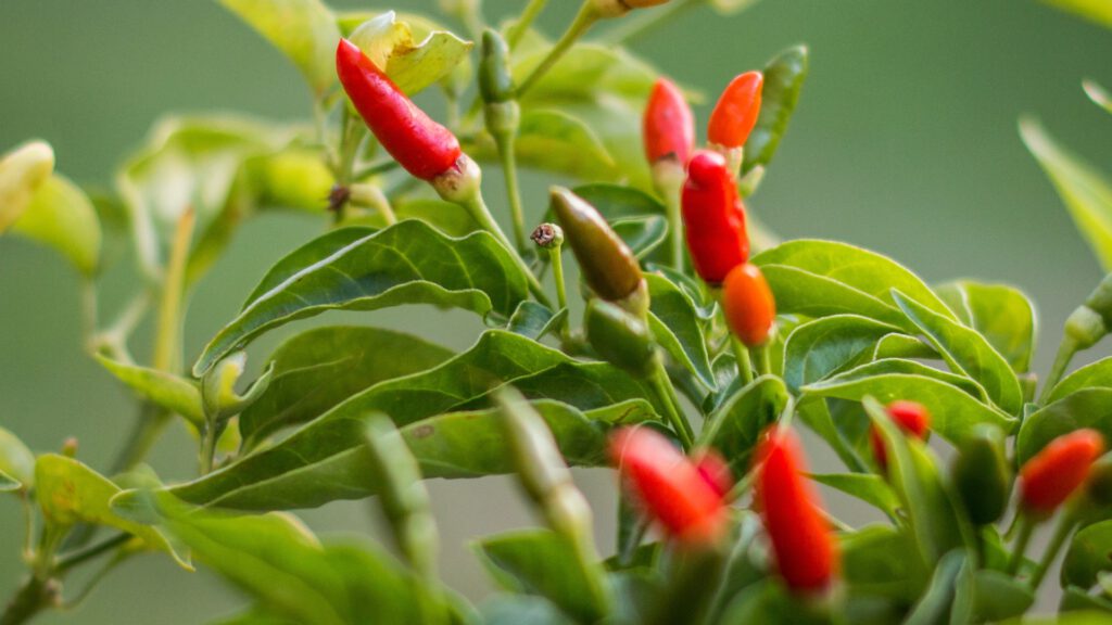 Chilis- und Paprikasamen richtig aussäen: Schritt-für-Schritt Anleitung zur erfolgreichen Anzucht von Chili- und Paprikapflanzen für Hobbygärtner. Wichtige Tipps zur Bodenverbesserung und Pflege während der Keimung