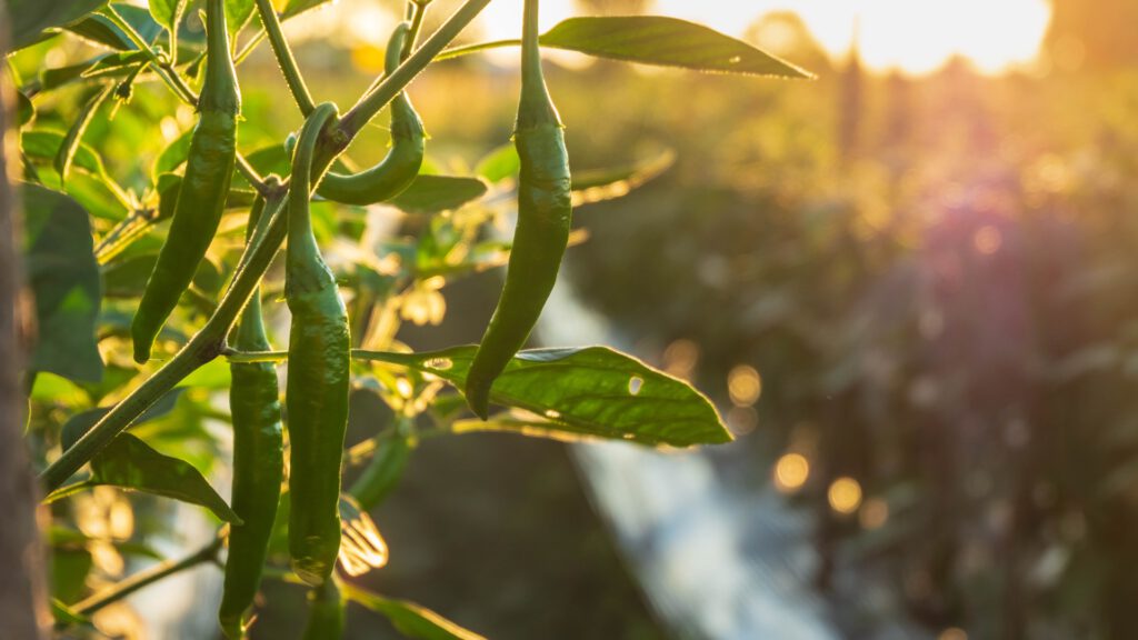 Chilipflanze mit roten und grünen Früchten. Anleitung für Chilis & Paprika aussäen! Schritt für Schritt Aneitung. Sortenempfehlung, Keimtemperatur. Garten Anfänger, Hobbygärtner