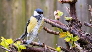 Mehr über den Artikel erfahren Vögel im Garten