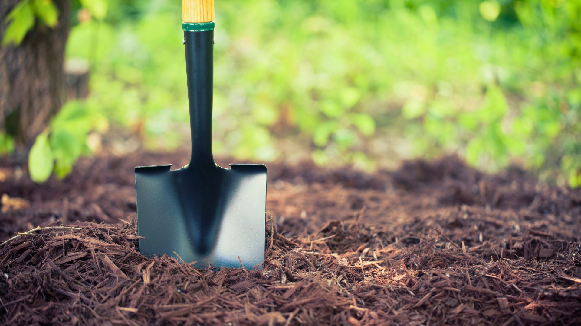 Mehr über den Artikel erfahren Mulchen im Gemüsegarten