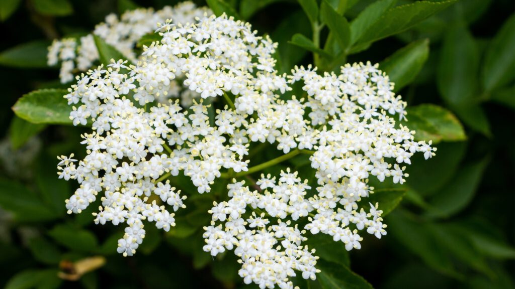Holunderblüte im Frühsommer – Zeigerpflanze im phänologischen Kalender, zeigt den idealen Zeitpunkt für Aussaat von Endivien und Pflegearbeiten im Gemüsegarten.