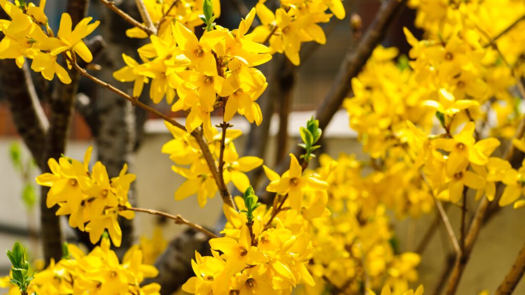 Forsythienblüte im Frühling – typisches Zeichen für den Beginn des Erstfrühlings im phänologischen Kalender, idealer Zeitpunkt zum Rosenschneiden im Garten.