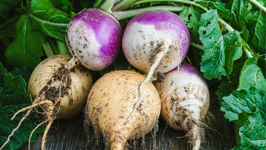 Pflanze einer Kohlrübe / Steckrübe frisch geerntet im Sommergarten. Auspflanzen im Juli