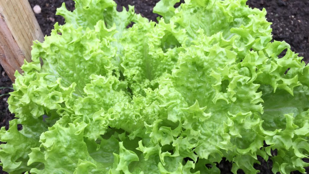 Frischer Endiviensalat nach dem Gießen im Juli. Auspflanzen im Juli
