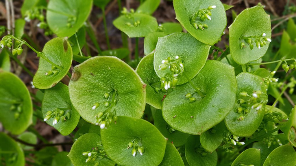 Gemüse aussäen im August - Winterpostelein der langsam blüht. Wunderschön und saftig zur Aussaat von Wintergemüse