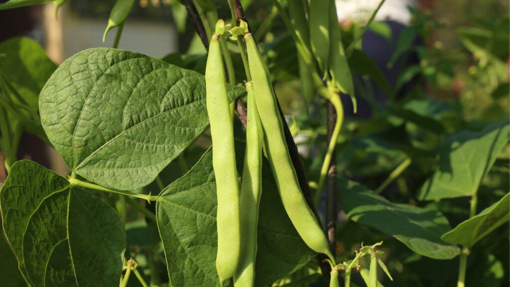 Buschbohnen im Beet – Direktsaat im Hochsommer gelingt bei Wärme besonders gut. Aussaat im Juli noch möglich!