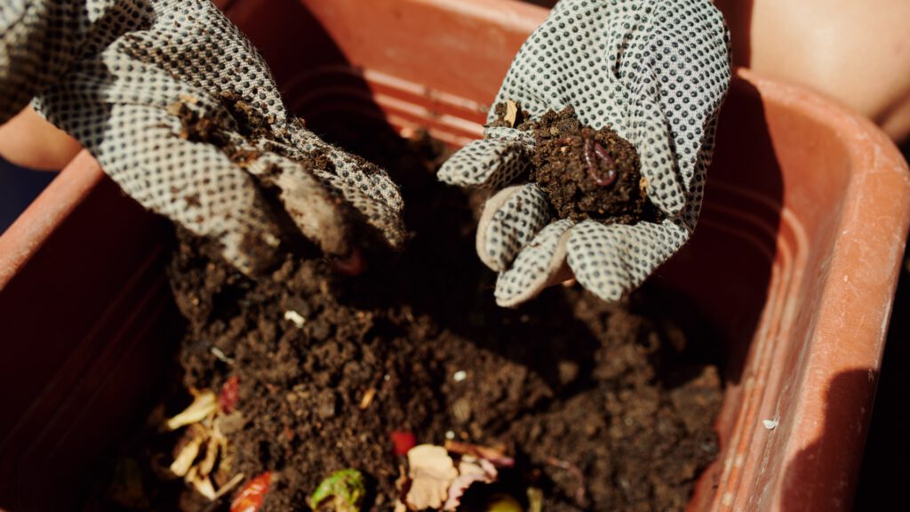 Kompost, Pflanzenkohle & Daunendecke. Hände mit Handschuhen zeigen einen Regenwurm in fruchtbarem Kompost