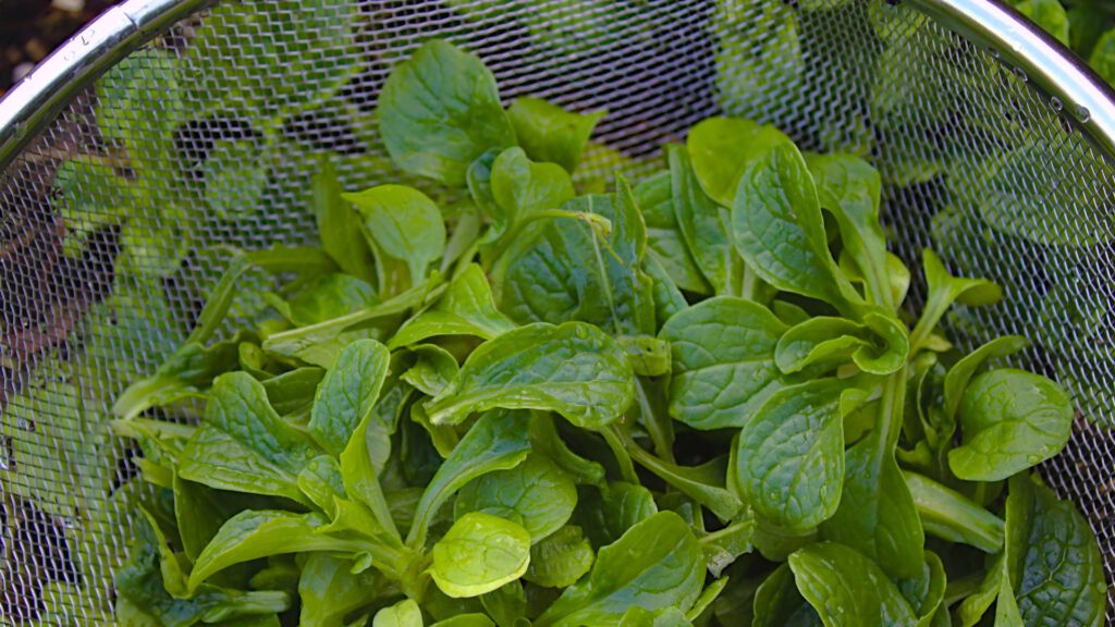 gemüse aussäen September. risch geernteter Feldsalat im Sieb – perfektes Gemüse zum Aussäen im September für Herbst und Winter.
