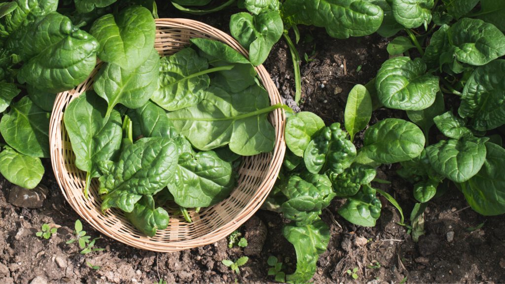 Gemüse aussäen im September: Frischer Spinat im Beet und geerntete Blätter im Korb – Herbstgemüse für eine späte Ernte und gesunden Boden.