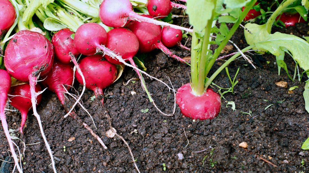 Gemüse aussäen im September: Rote Radieschen frisch im Beet – schnelle Ernte bei der Aussaat im September.