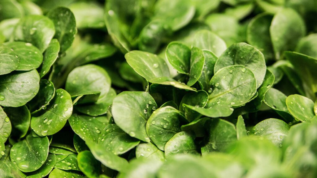 Feldsalat auspflanzen im September – Sorte Elan im Gewächshaus