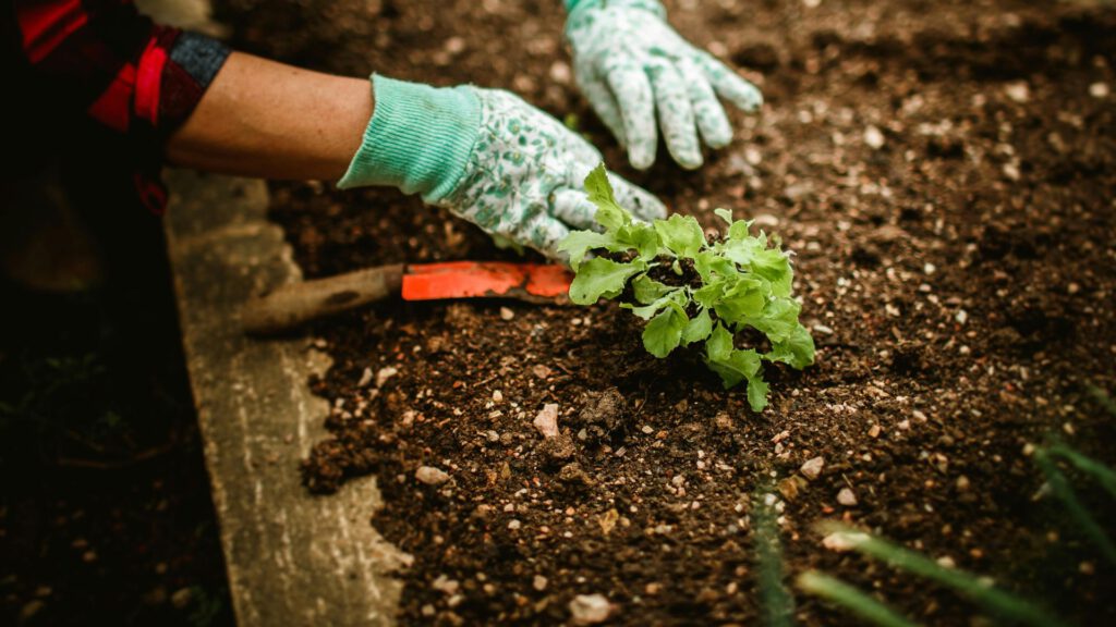 Gemüse auspflanzen im September – Jungpflanzen im Beet pflanzen