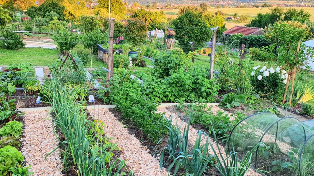 Übersicht über einen einladenden, pflegeleichten Gemüsegarten für Anfänger 2026 – Beete mit jungen Zwiebeln, Lauch, Salat und bunten Blumen im herbstlichen Schwabenländle bei goldenem Sonnenlicht