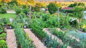 Mehr über den Artikel erfahren Die besten Gemüse für Anfänger im Jahr 2026