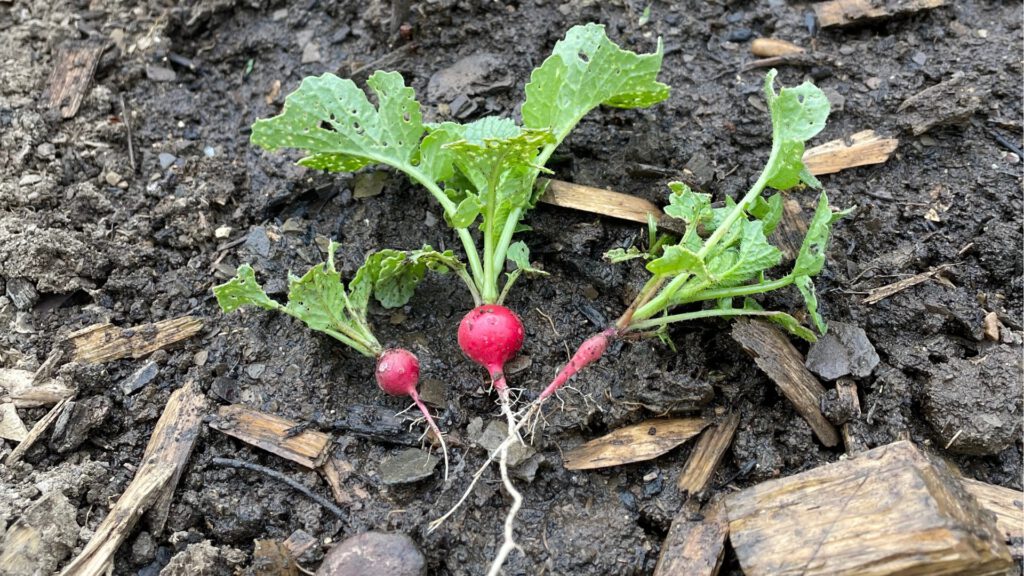 Frische rote Radieschen im Beet – schnelle Ernte im Gemüsegarten