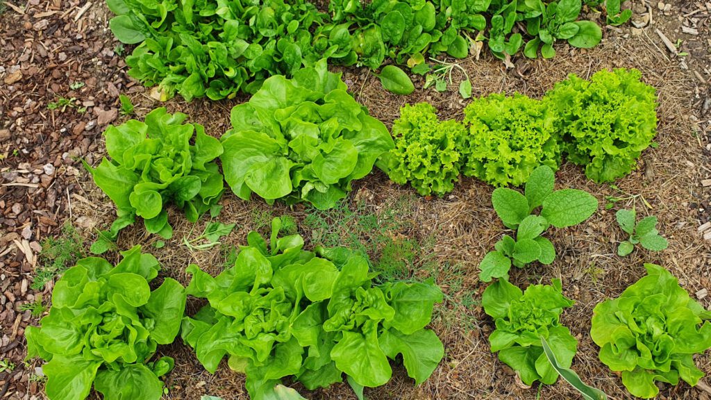 Frischer Kopfsalat im eigenen Gemüsegarten – robust und einfach für Garten-Anfänger 2026