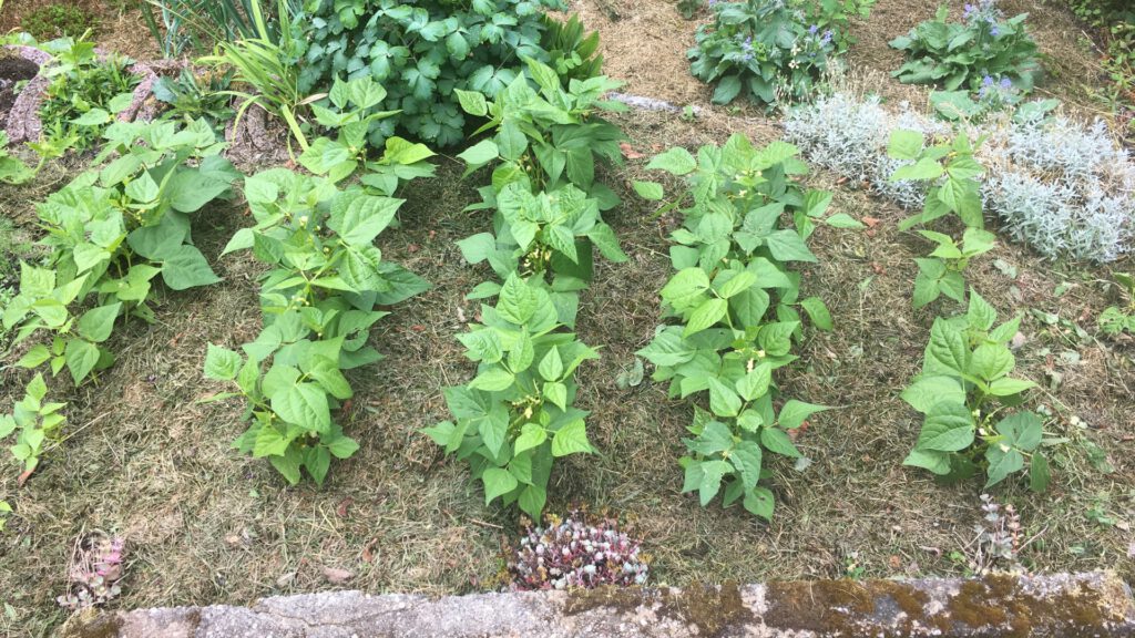 Frische grüne Buschbohnen an der kompakten Pflanze im Gemüsebeet – pflegeleicht und ertragreich 