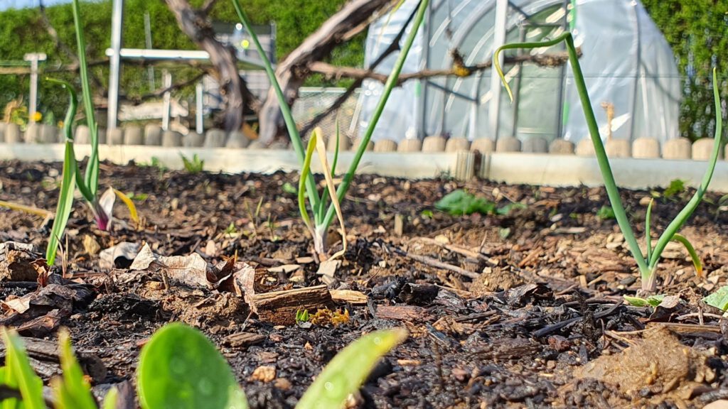 Junge Zwiebeln mit frischen grünen Schlotten im Gemüsebeet – einfach zu stecken und pflegeleicht für Garten-Anfänger 2026