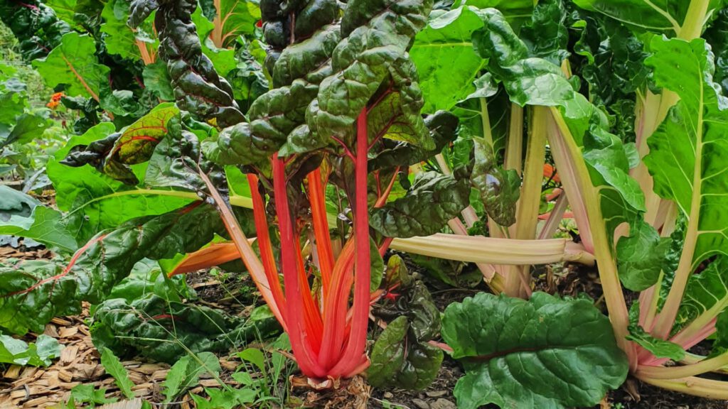 Bunter Mangold mit roten, gelben und grünen Stielen im Gemüsebeet – farbenfroher Dauerläufer und pflegeleicht für Garten-Anfänger 2026