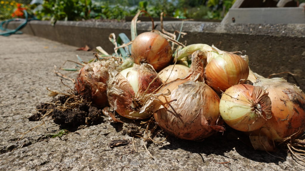 Reife Zwiebeln im Gemüsegarten zur Aussaat im Februar 2026