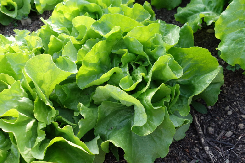Kopfsalat im Gemüsegarten nach der Aussaat