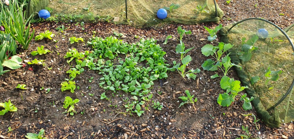 inat im Gemüsebeet nach der Aussaat im Februar 2026