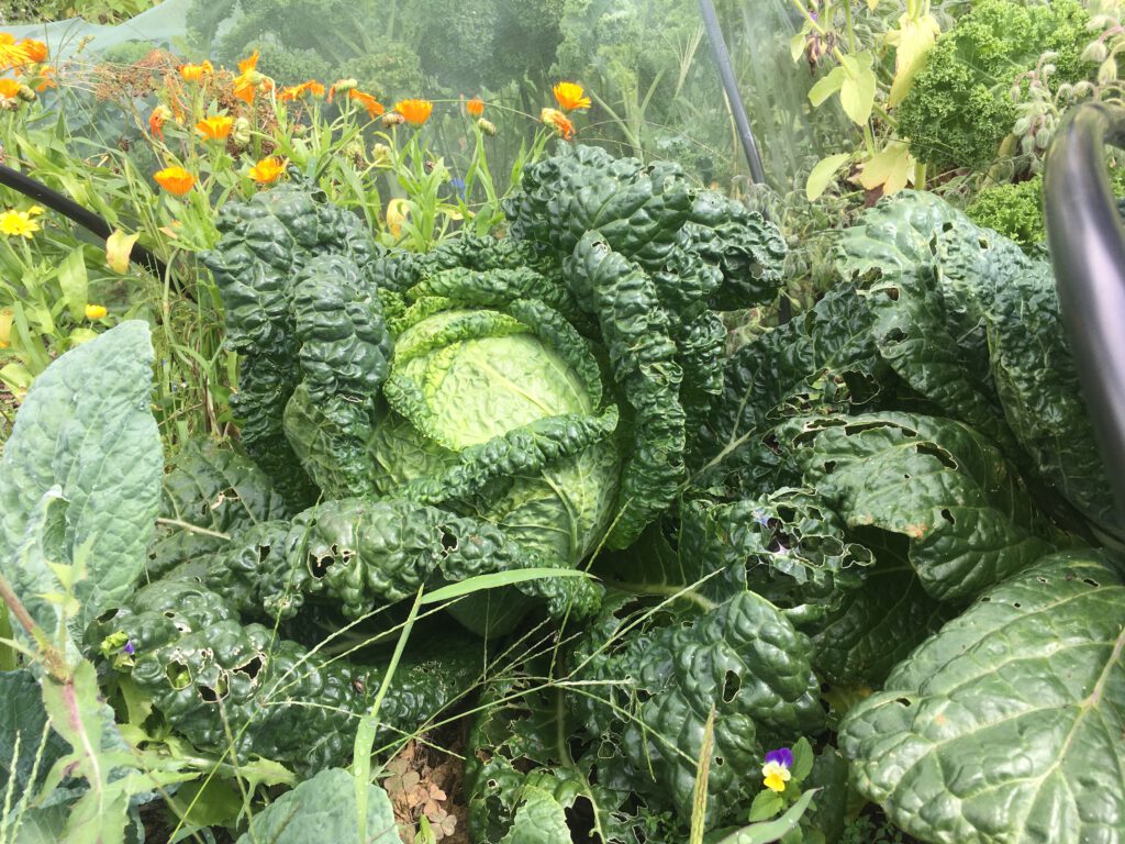 reifer Wirsingkopf im Garten, Aussaat im Februar 2026