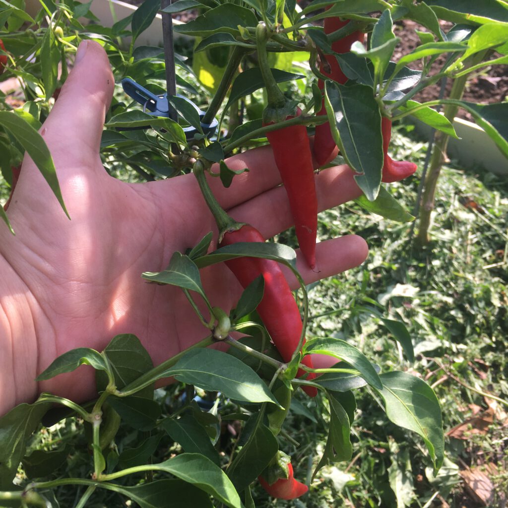 reife chilischoten an einer chilipflanze im garten. aussaat von gemüsepflanzen