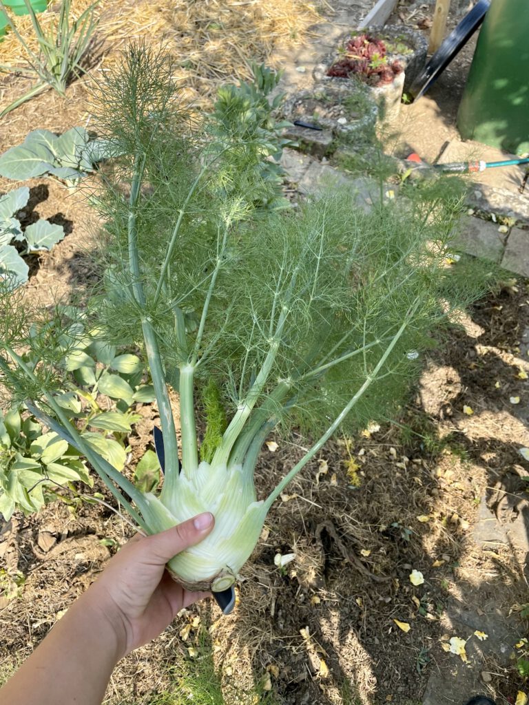 Fenchel-Ernte 2025 – prächtige Knolle mit Kraut – so sieht der Lohn der Aussaat im Februar 2026 aus!