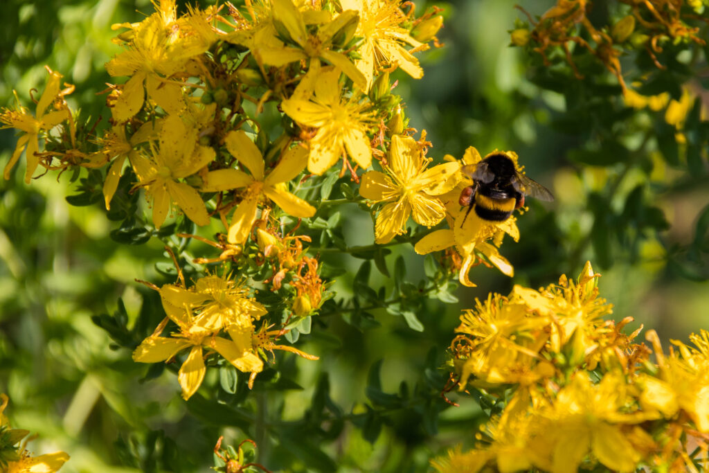 Johanniskraut blüte gelb biene hummel